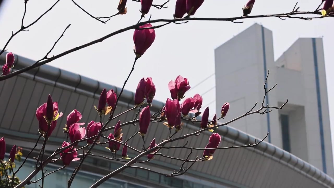 开云体育-2026中超联赛第2轮 浙江俱乐部1-1上海申花 Match Day比赛日纪实